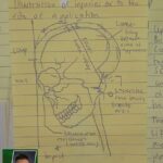 Kenneth Olbita Dela Torre Head Anatomy Notes Thumbnail